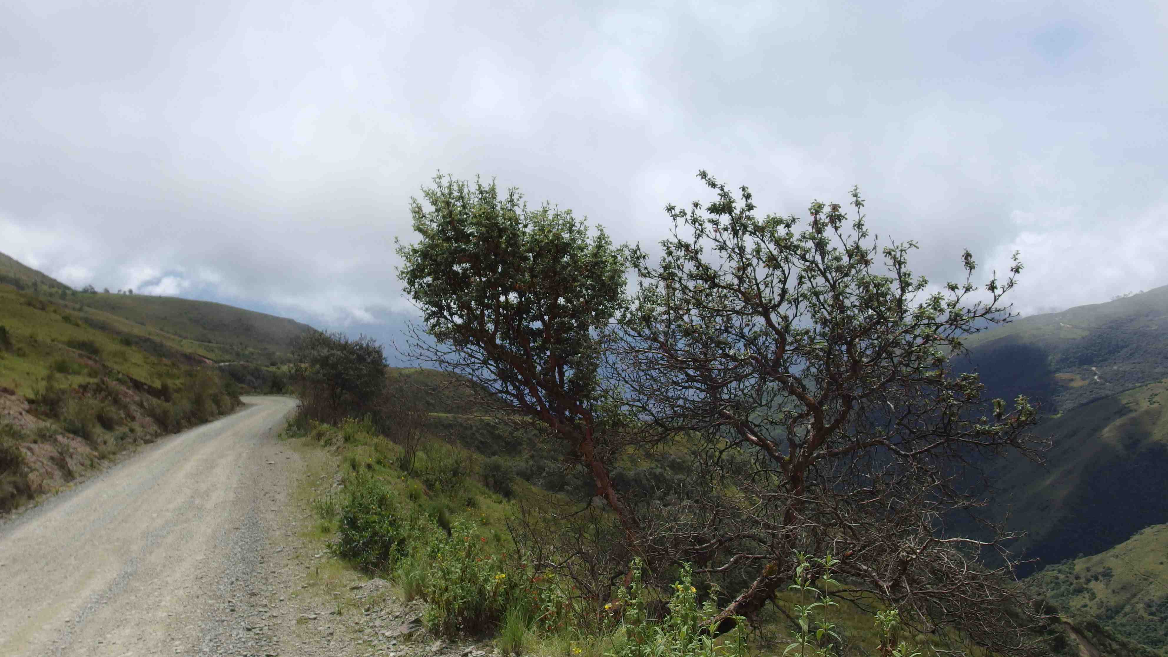 La ruta del oro