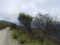La ruta del oro