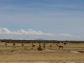 Camino a Challapata