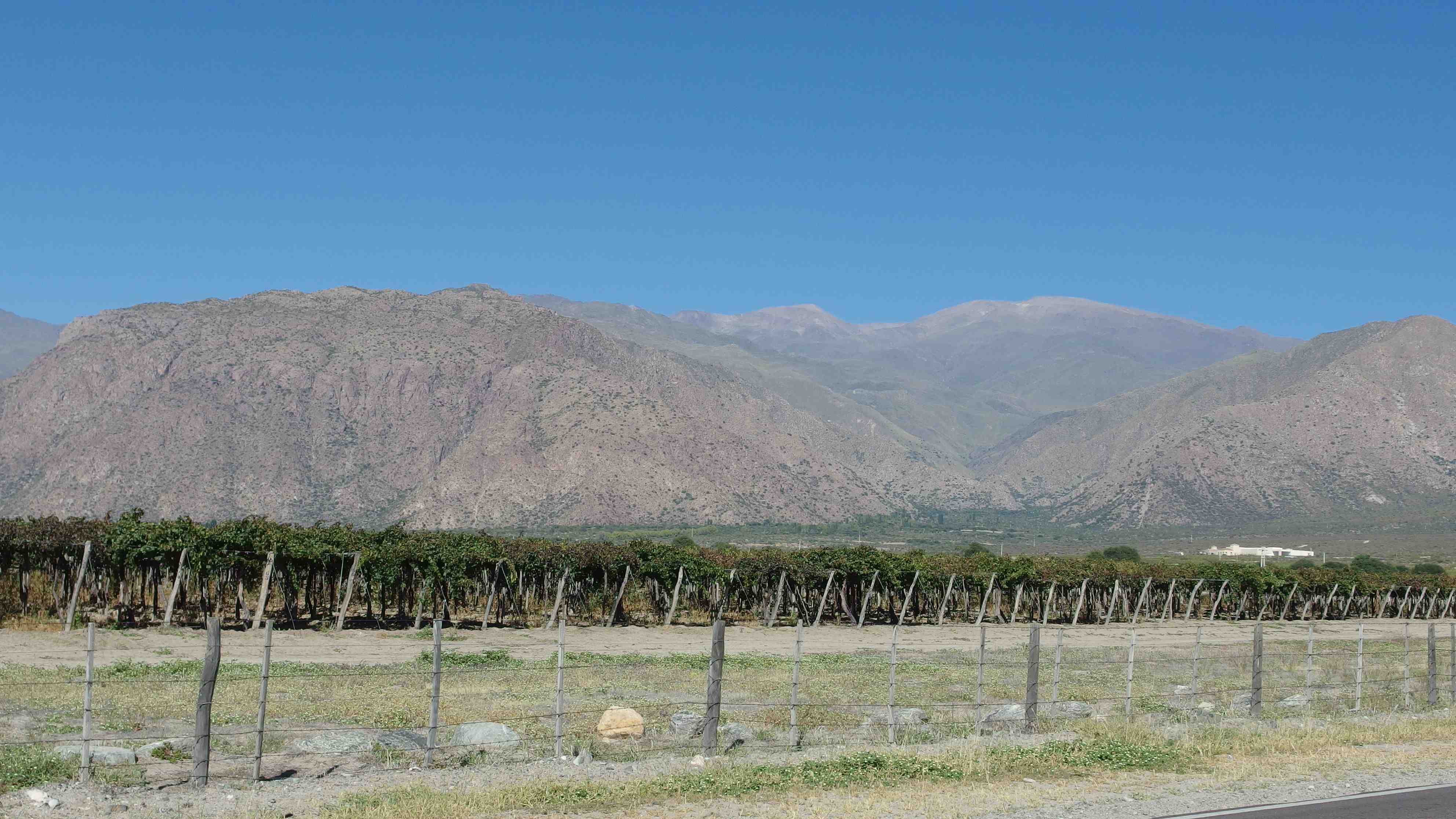 Viñedos en Cafayate