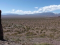 P.N. Los Cardones