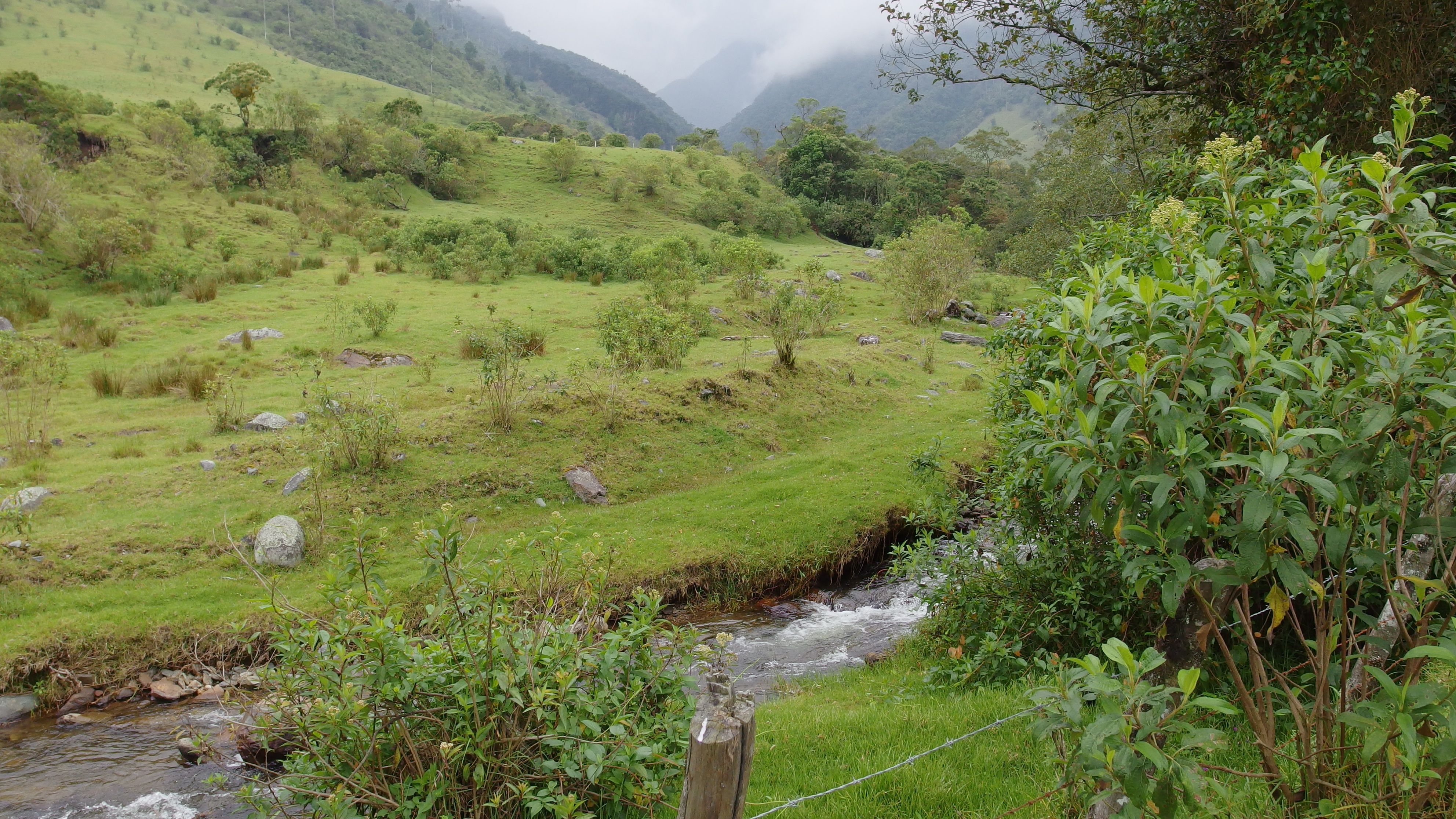 Colombia-Salento. Valle del Cocora