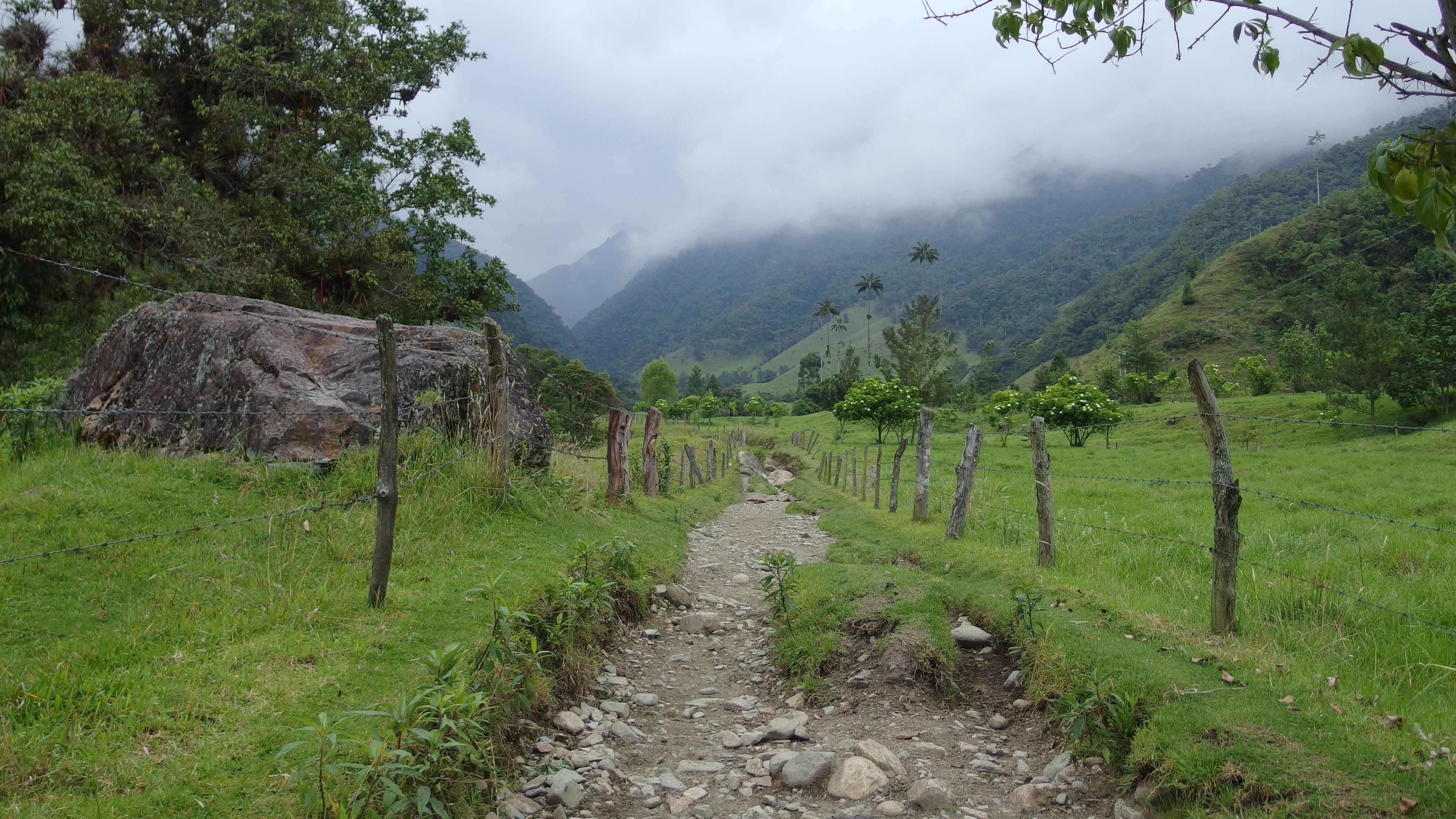 Colombia-Salento. Valle del Cocora
