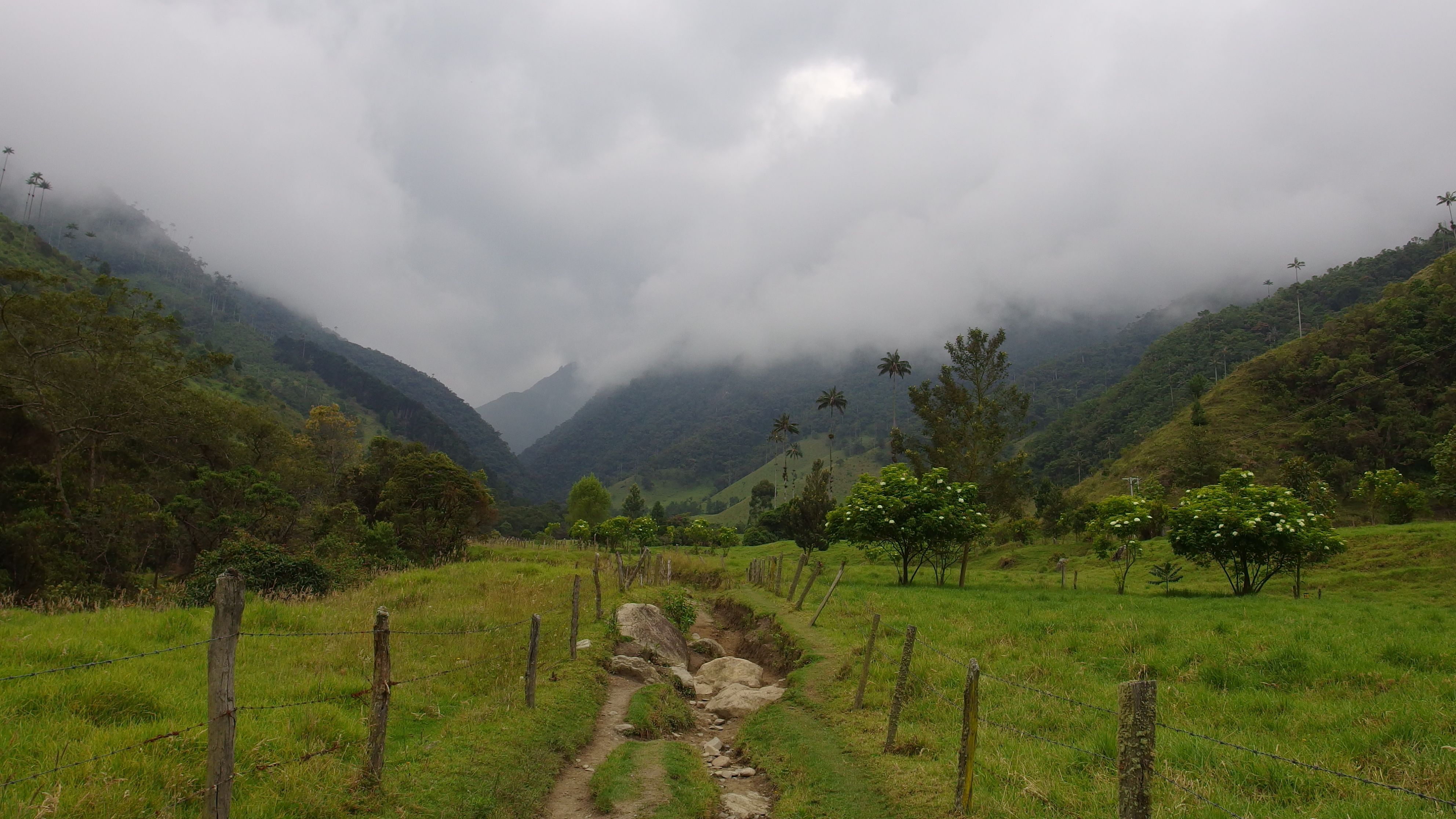 Colombia-Salento. Valle del Cocora