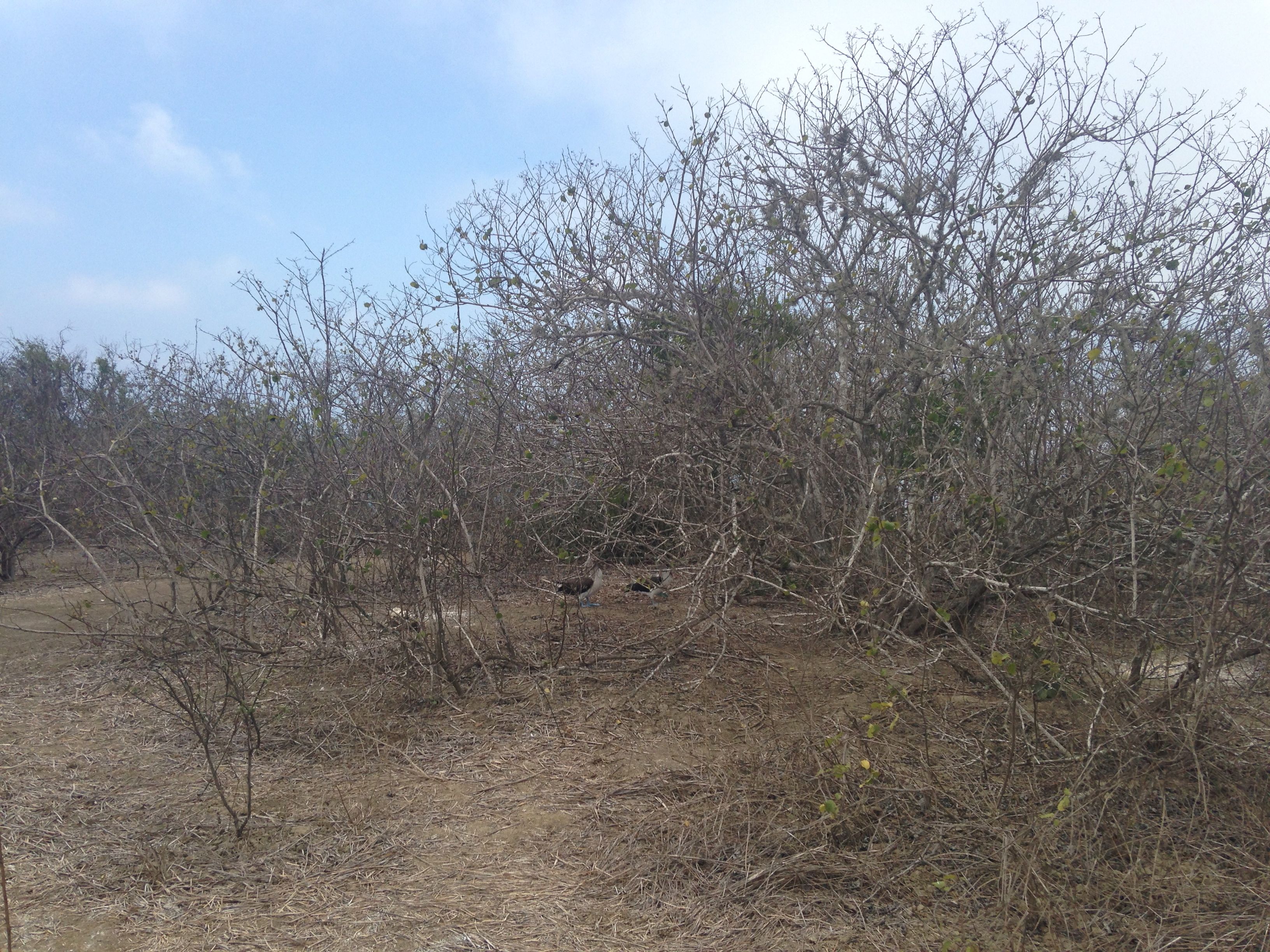 Isla de la Plata, Ecuador