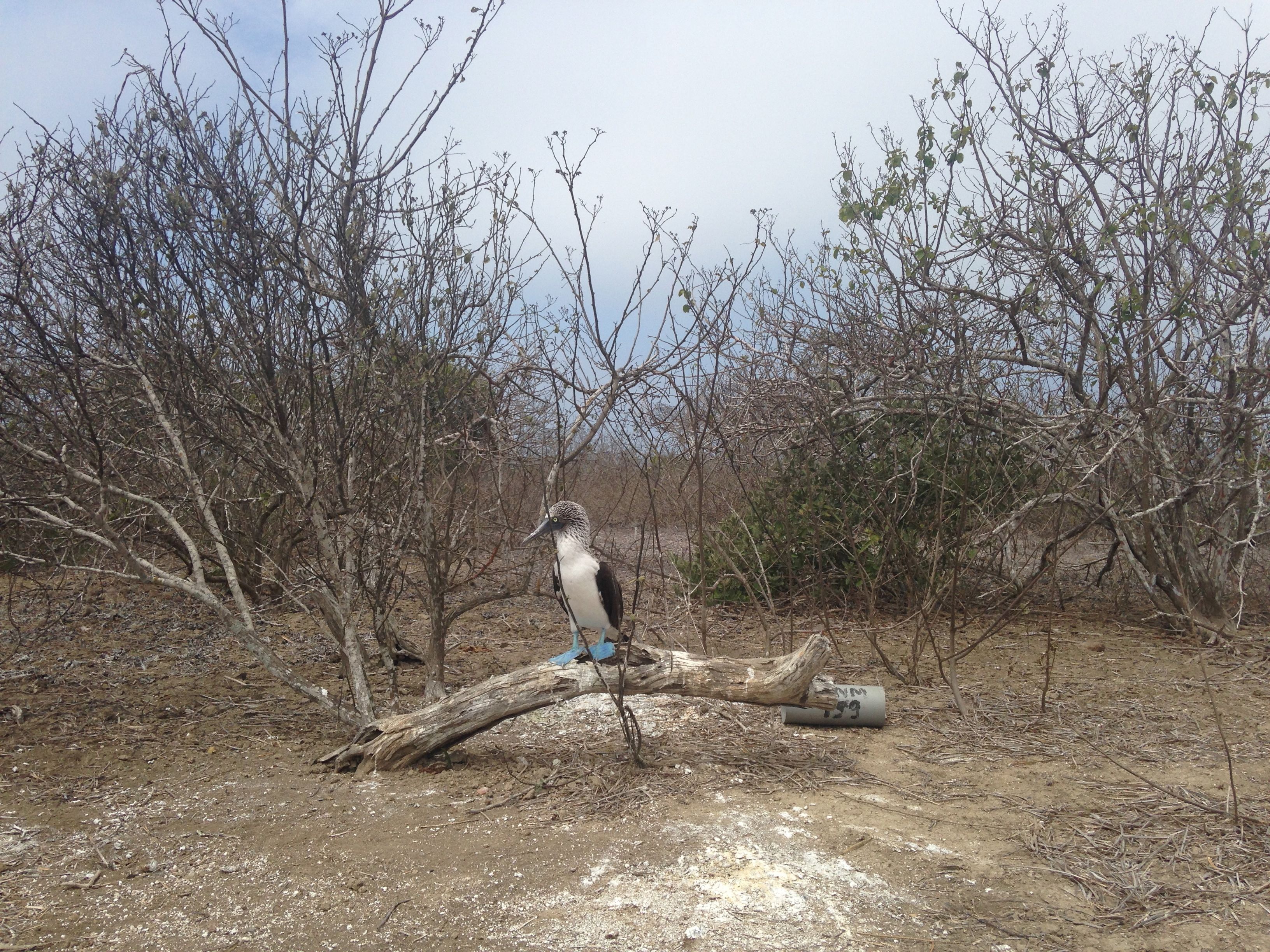 Isla de la Plata, Ecuador