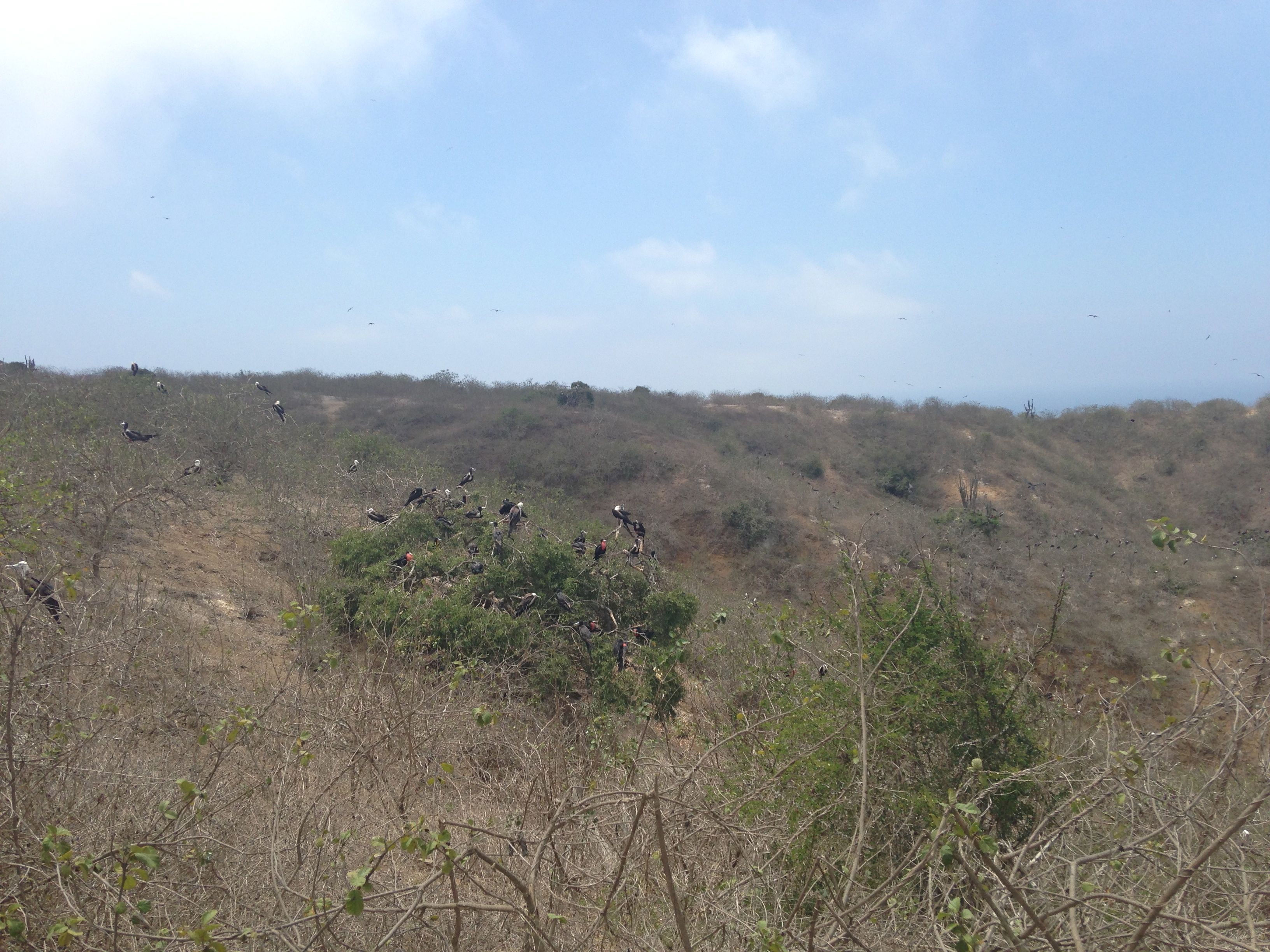 Isla de la Plata, Ecuador