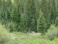 Aspen