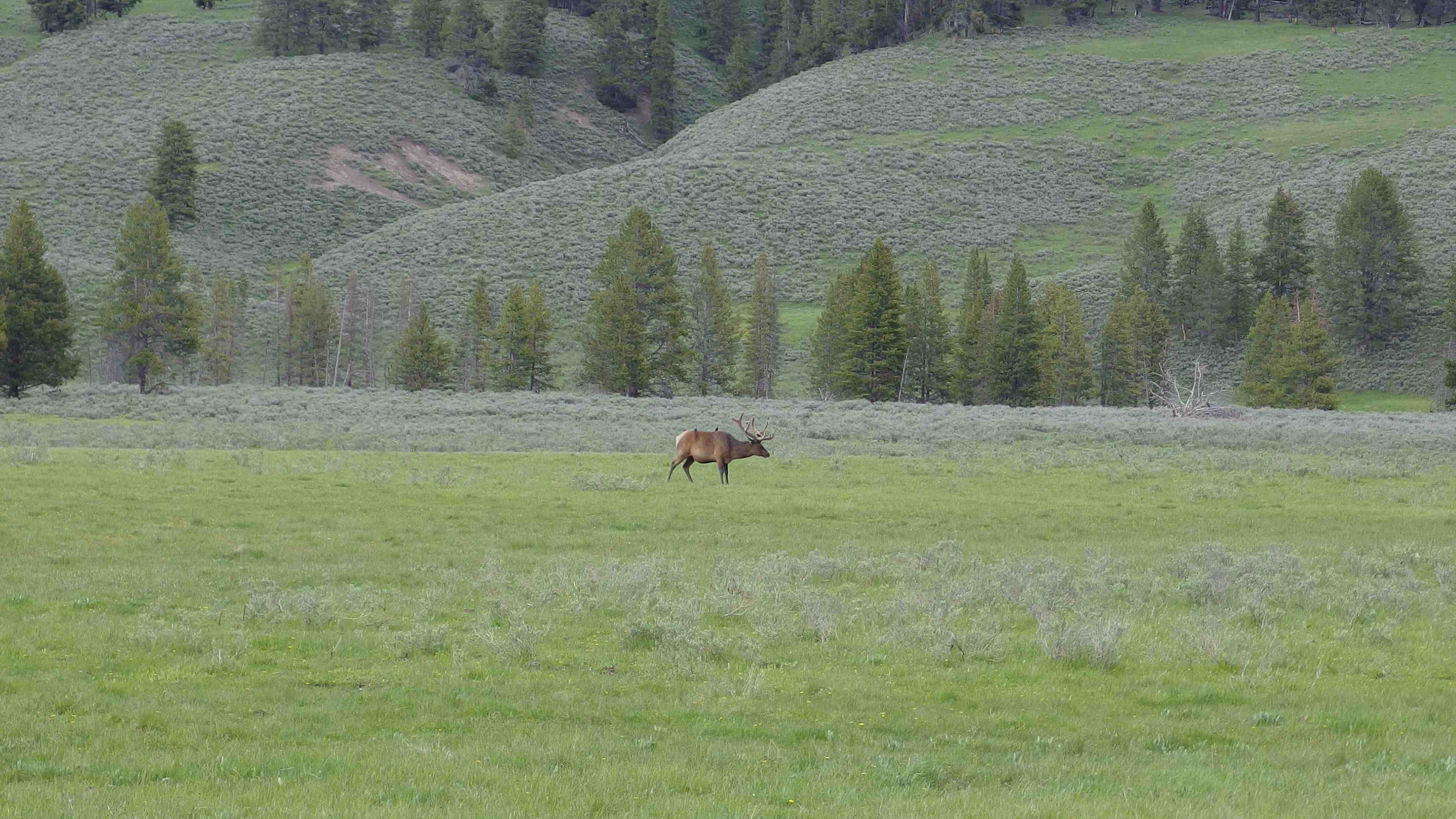 Yellowstone National Park