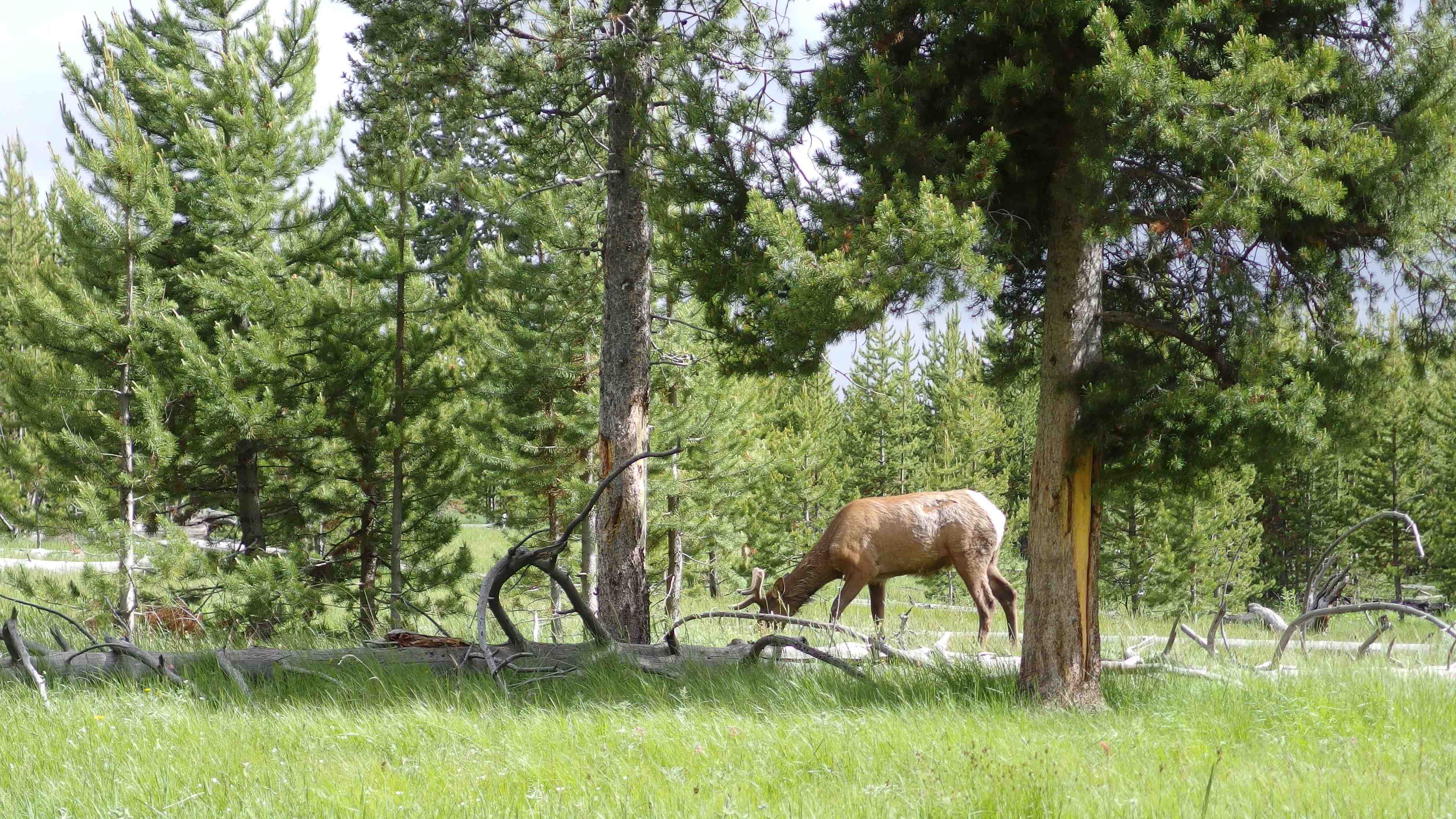 Yellowstone National Park
