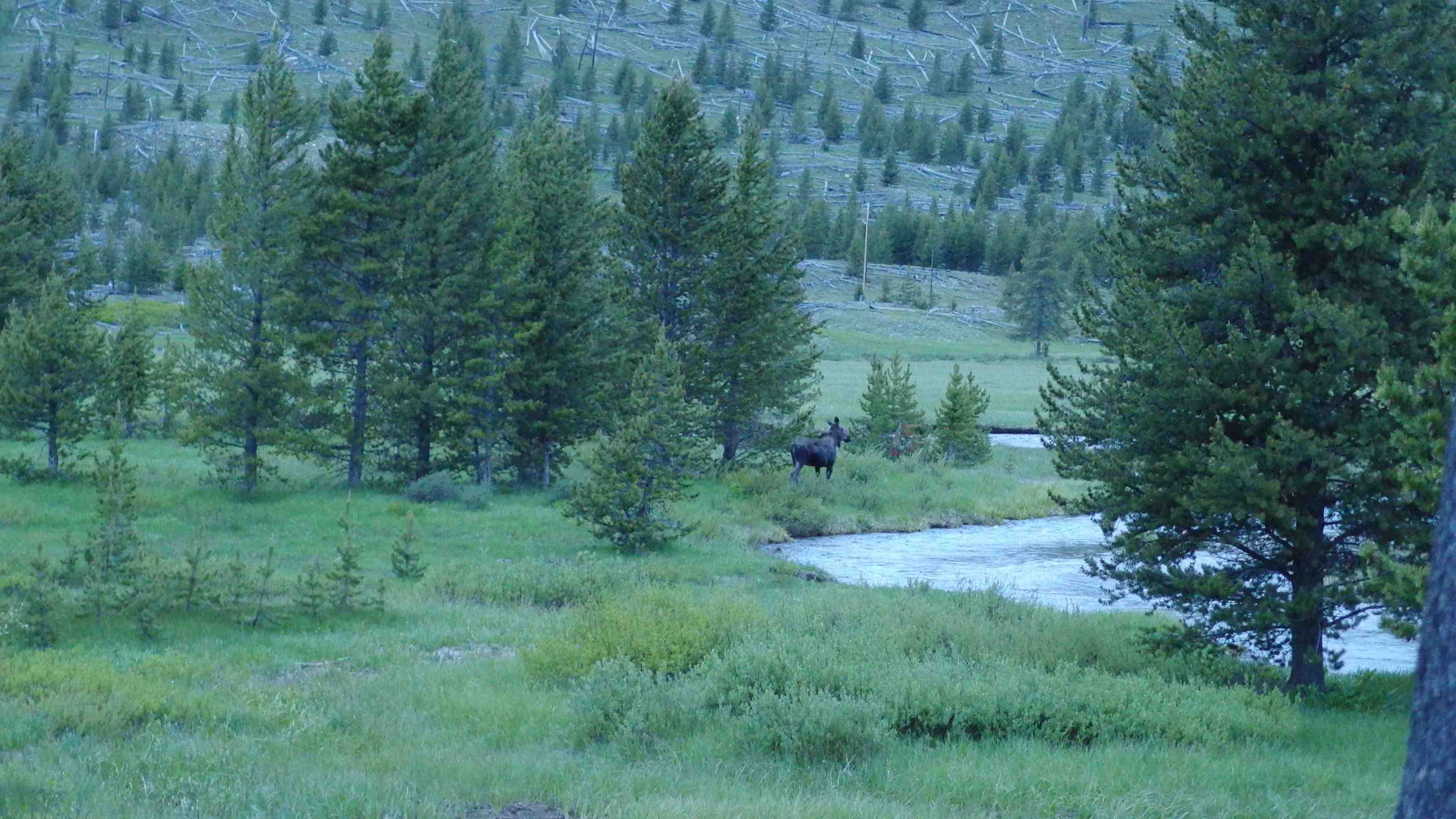 Yellowstone National Park