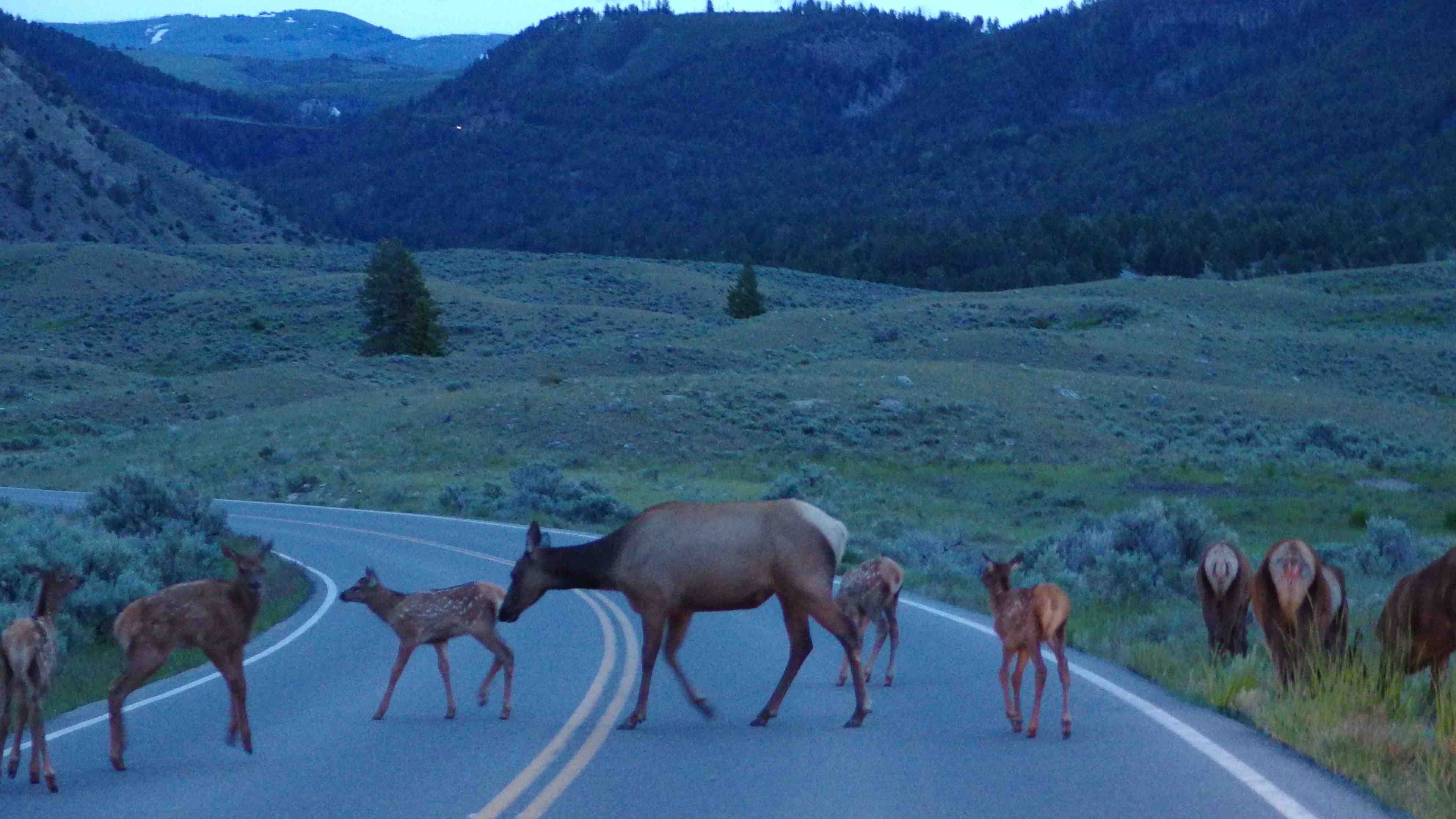 Yellowstone National Park