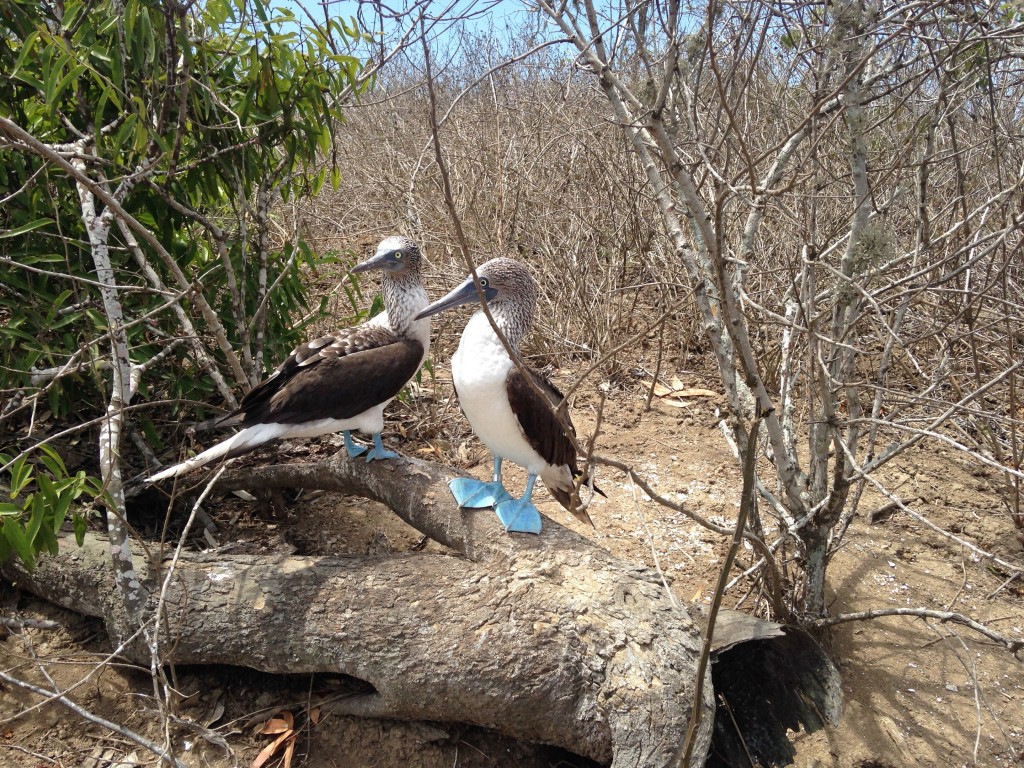 Piqueros Pata Azul, Isla de la Plata. Ecuador