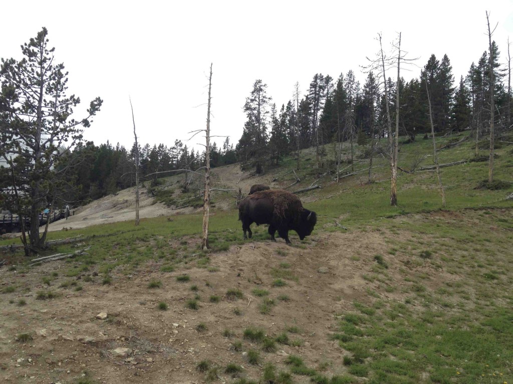 Los bisontes, como dueños del lugar, caminan por todos lados.